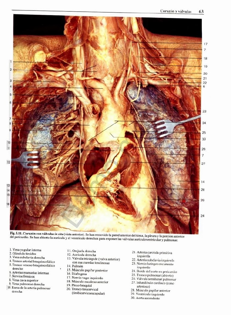 Atlas anatomia