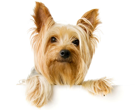 what dogs shed the least pets n more 10 dogs that shed the most and that shed least what dogs shed the least pets n more 10 dogs that shed the most and that shed least