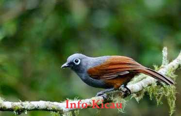 Jenis Jenis Burung Poksay