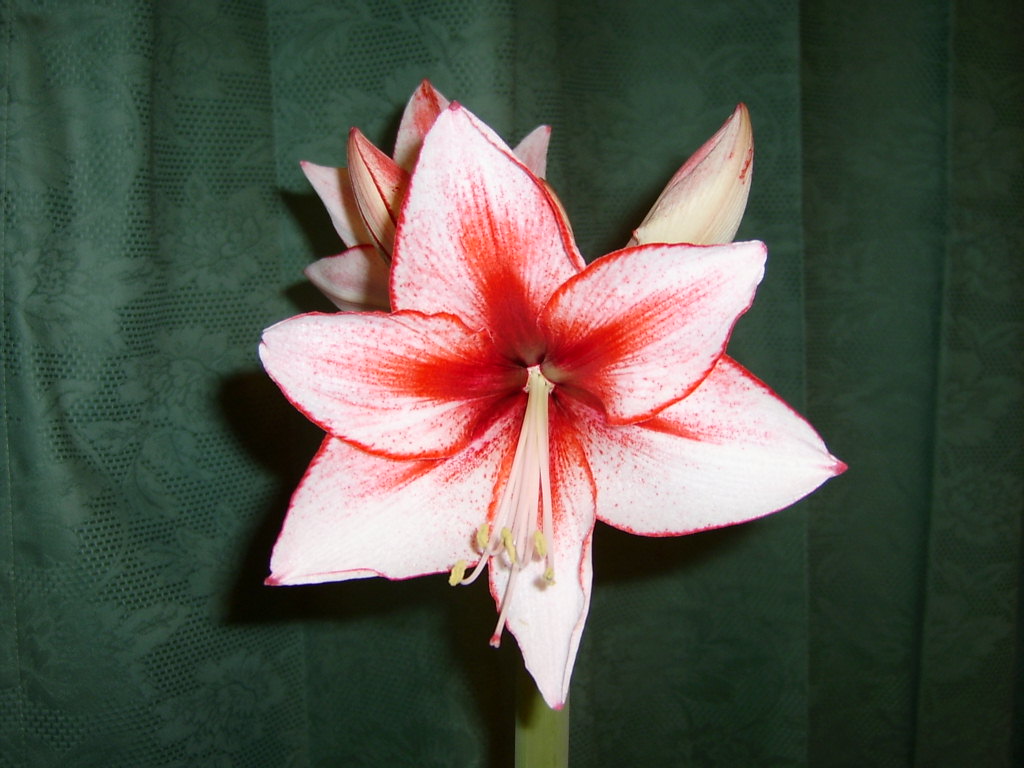 amaryllis flowers new hd wallpapers latest hd wallpapers amaryllis flowers new hd wallpapers latest hd wallpapers