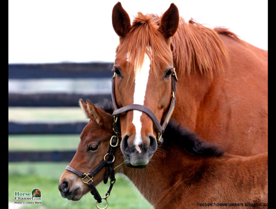 Springtime Foal Screensaver and Desktop Wallpaper Springtime Foal Screensaver and Desktop Wallpaper