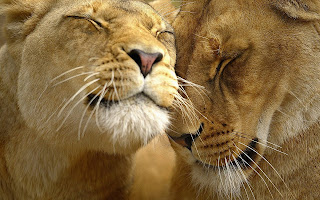 Lion Wallpapers - Digital HD Photos