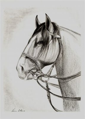 desenhando #cavaloselado #cavalgadas #cavalos🐴 #cavalocrioulo #dibu