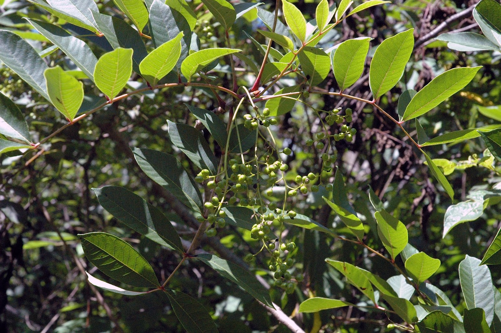 Field Biology in Southeastern Ohio Sumacs of Ohio