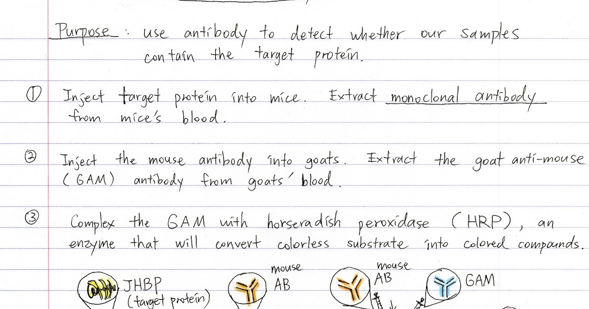 dot blot assay principle dot blot assay principle