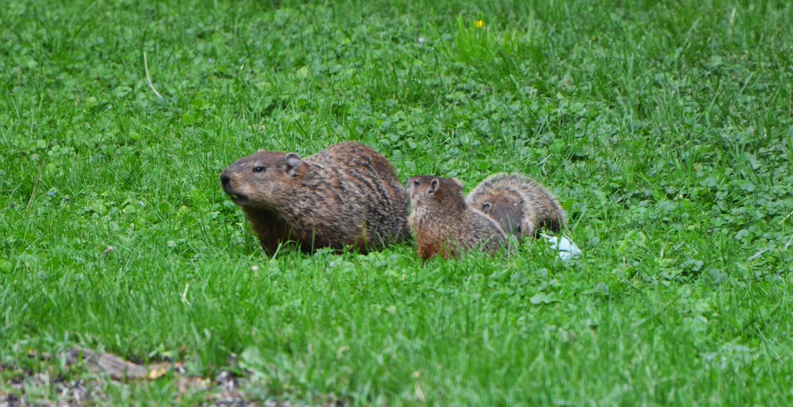 Tales From The Wilds Woodchucks at Home and at Large