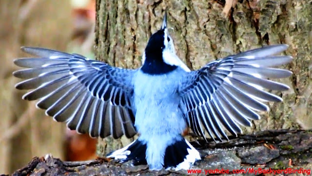 White Breasted Nuthatch Dance