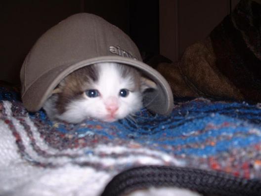 cat with a cap