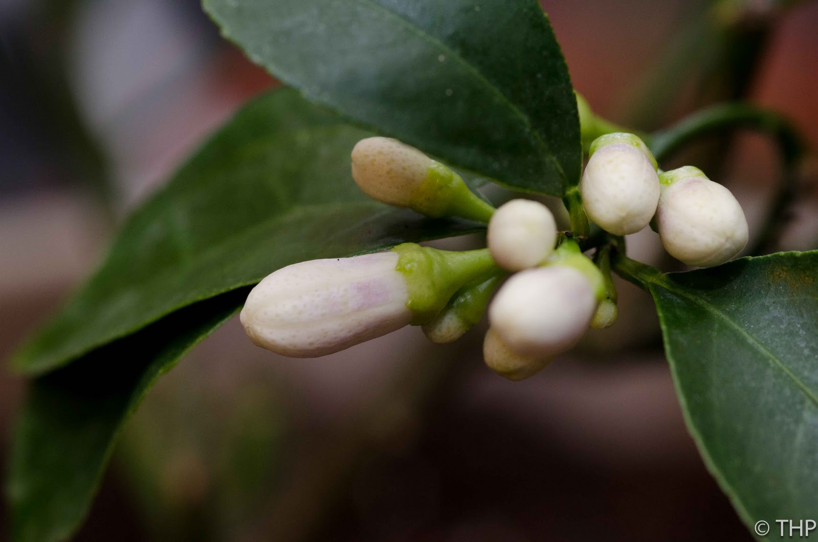 Sunroom Gardening Quick update of my Meyer Lemon Tree buds
