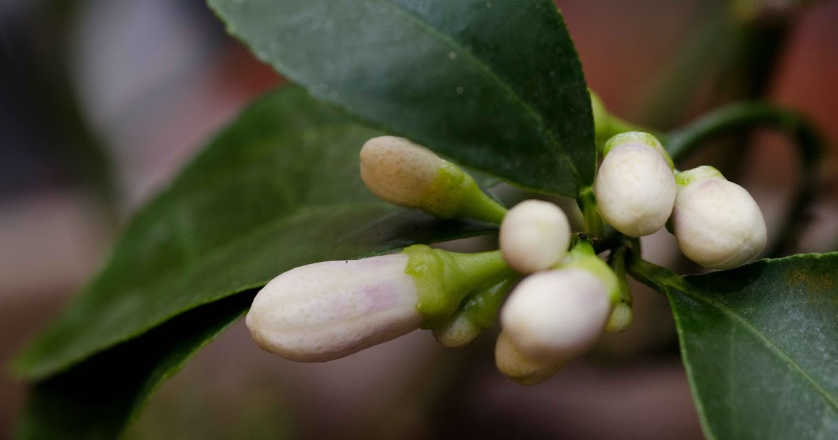 Sunroom Gardening Quick update of my Meyer Lemon Tree buds
