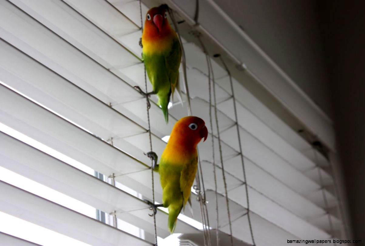 FileAgais two pet lovebirds 8a Wikimedia Commons FileAgais two pet lovebirds 8a Wikimedia Commons
