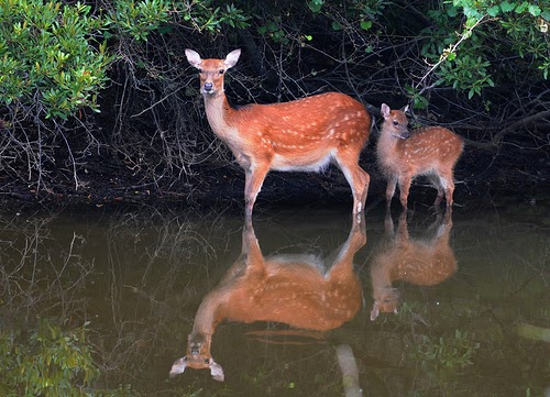 Bawean Deer ANIMALS dazzling