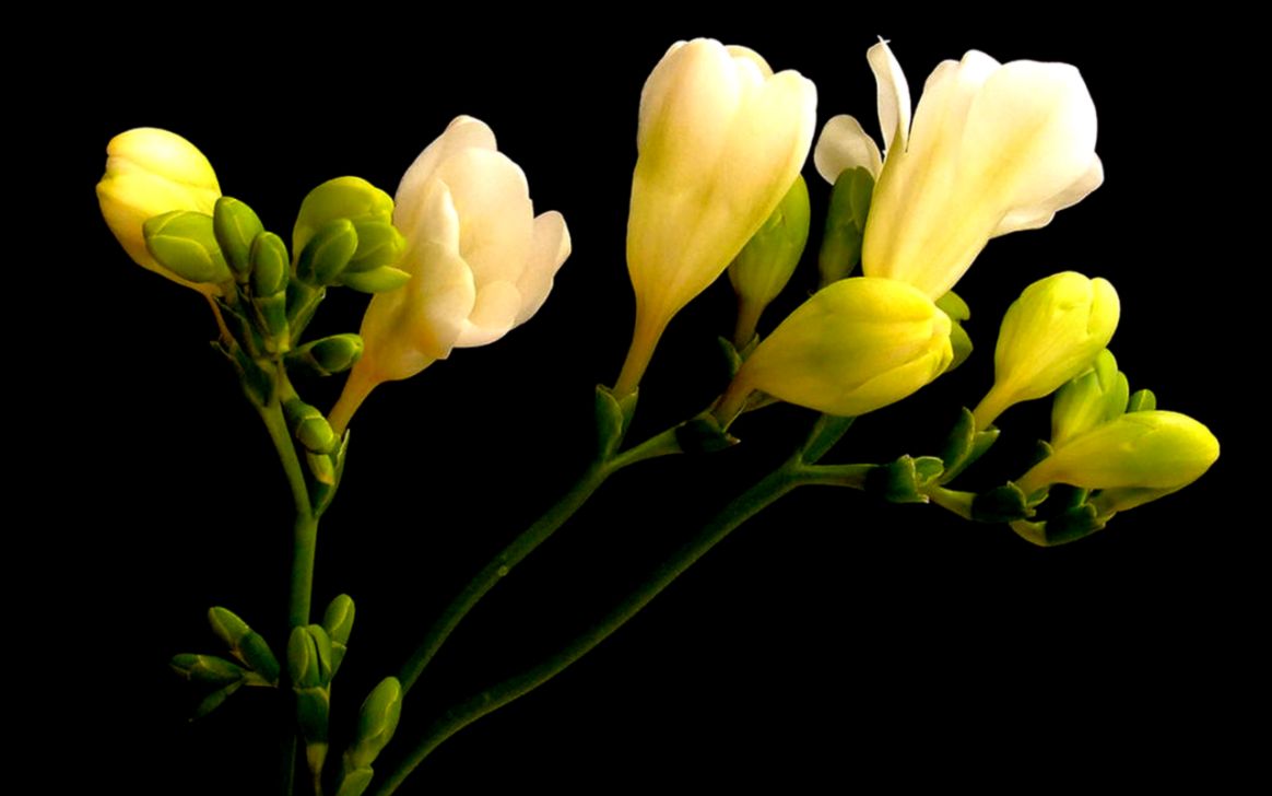 Free Wallpaper of Tuberose Flower Free Wallpaper of Tuberose Flower