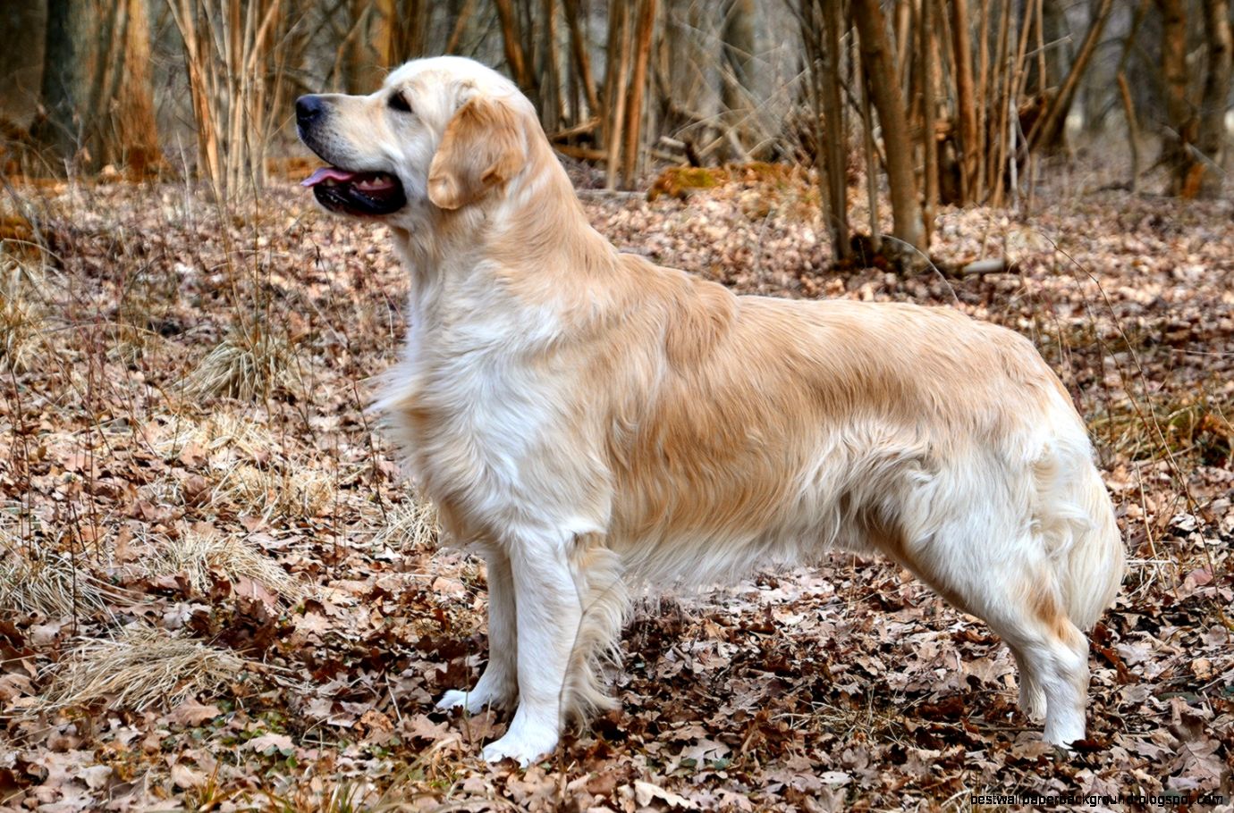 Golden Retriever Wikipedia the free encyclopedia Golden Retriever Wikipedia the free encyclopedia