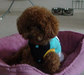 屡战屡败的哈哈总结经验教训