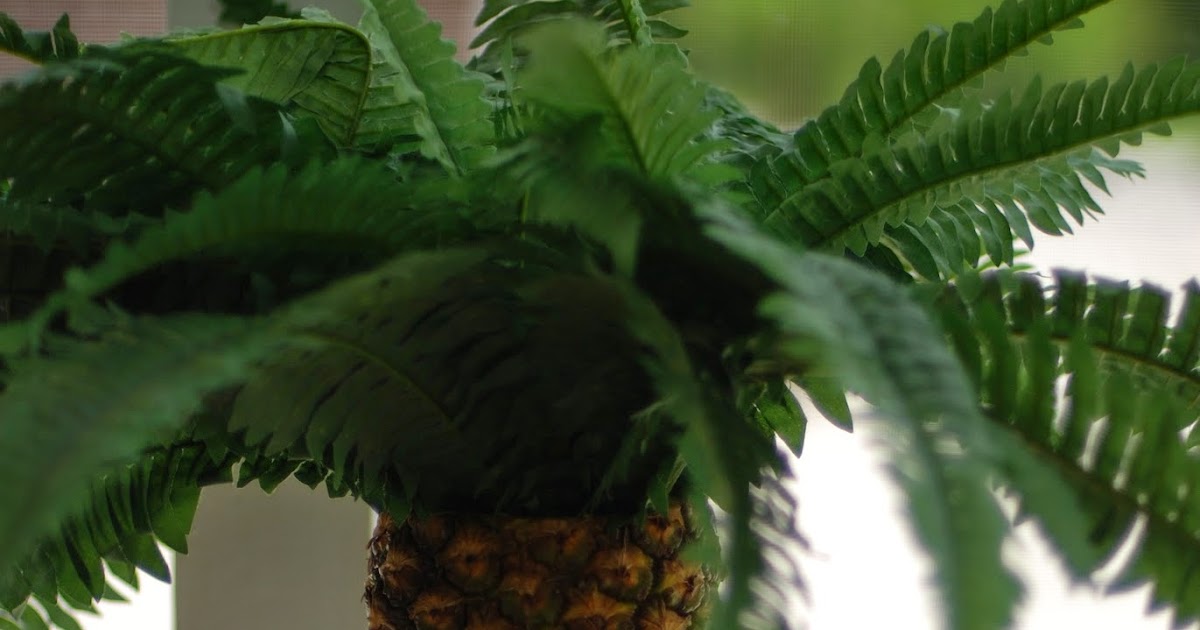 Finding Gems Pineapple Palm Tree