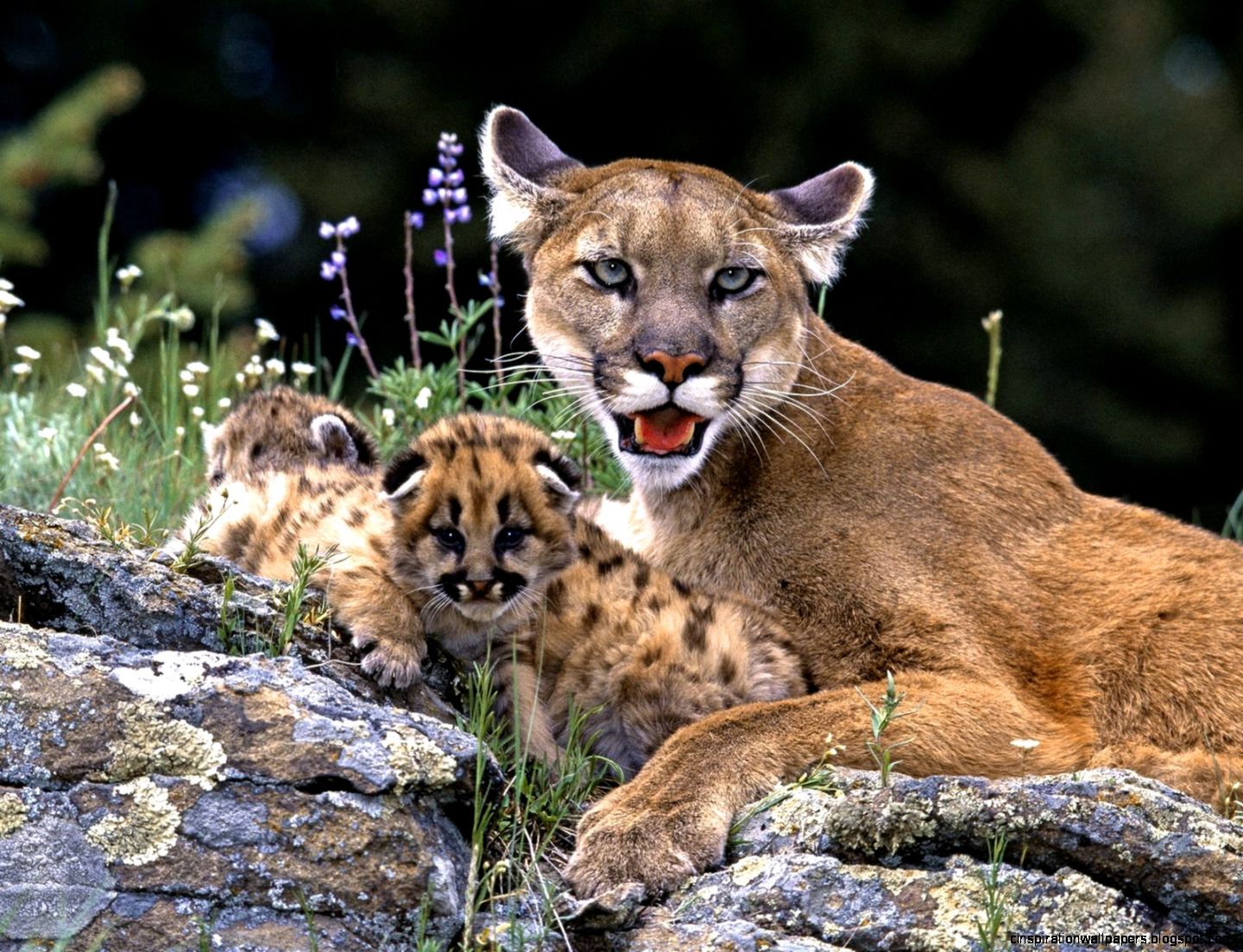 Mountain Lion Cub Mountain Lion Cub