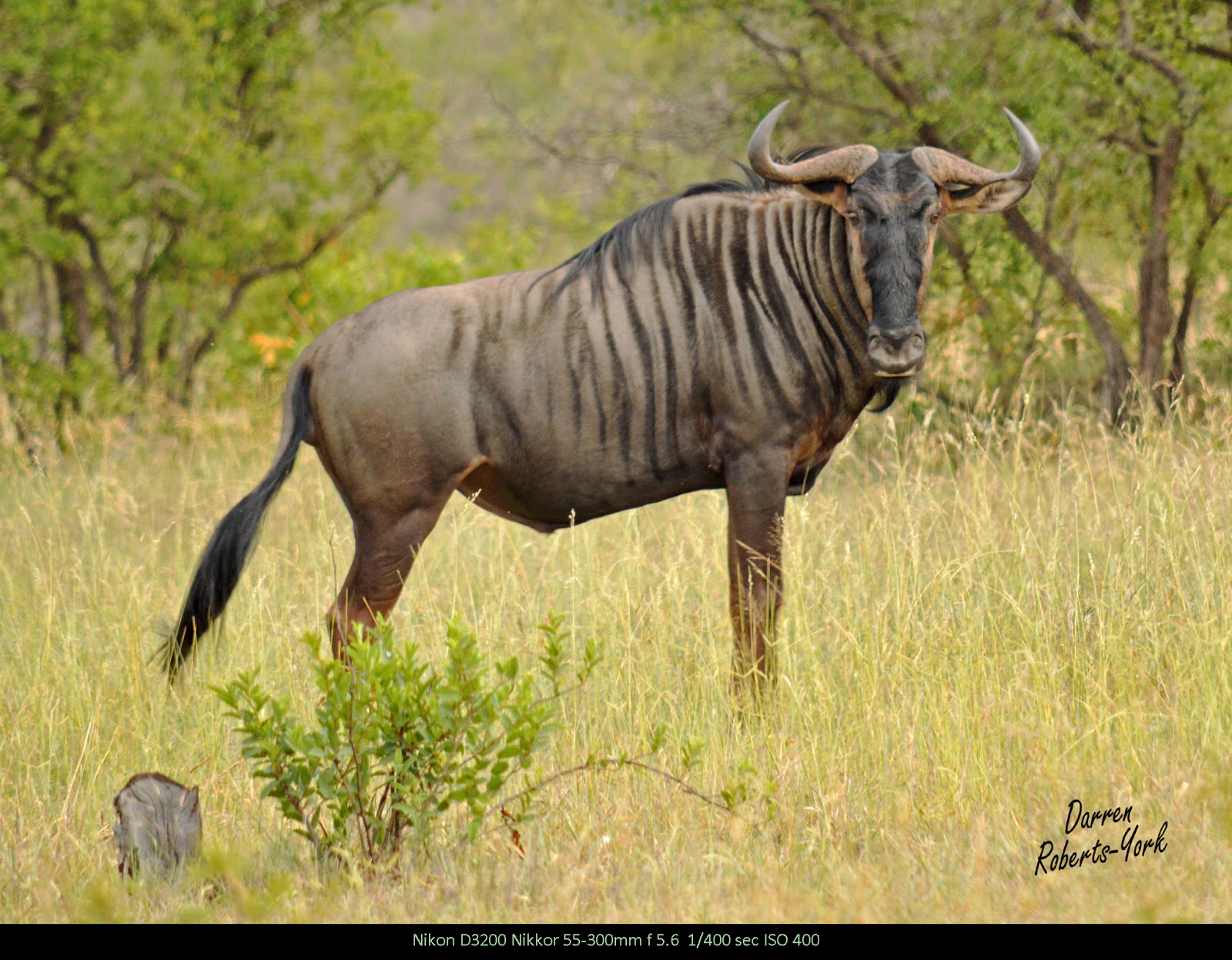 Tintswalo Ranger's Blog