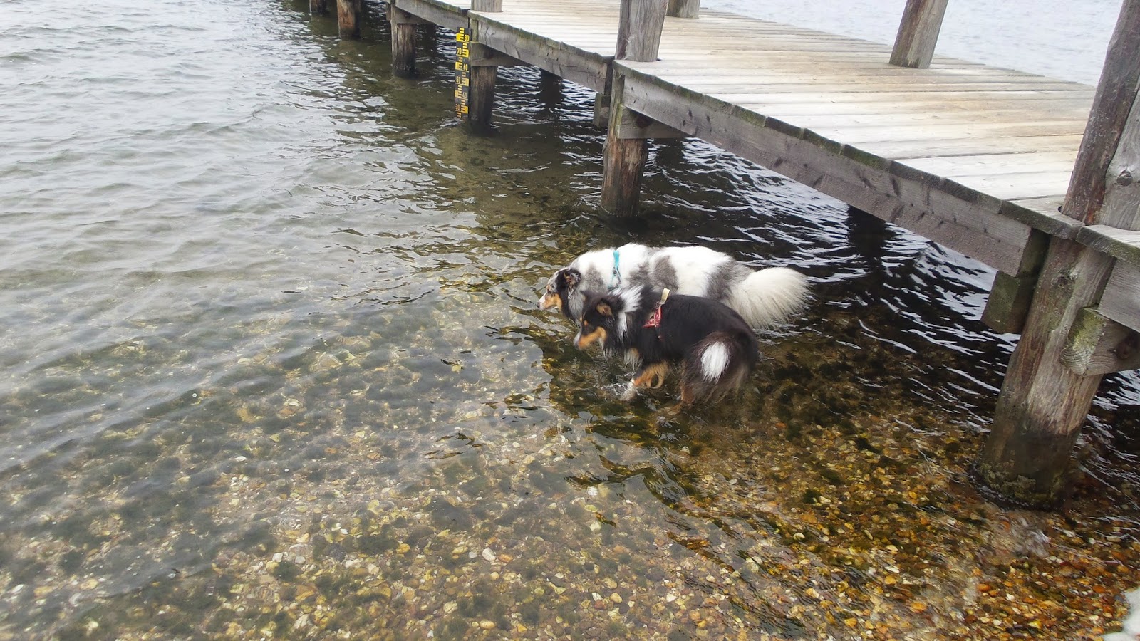 Dusty Ein Sheltie Erklart Die Welt 2014
