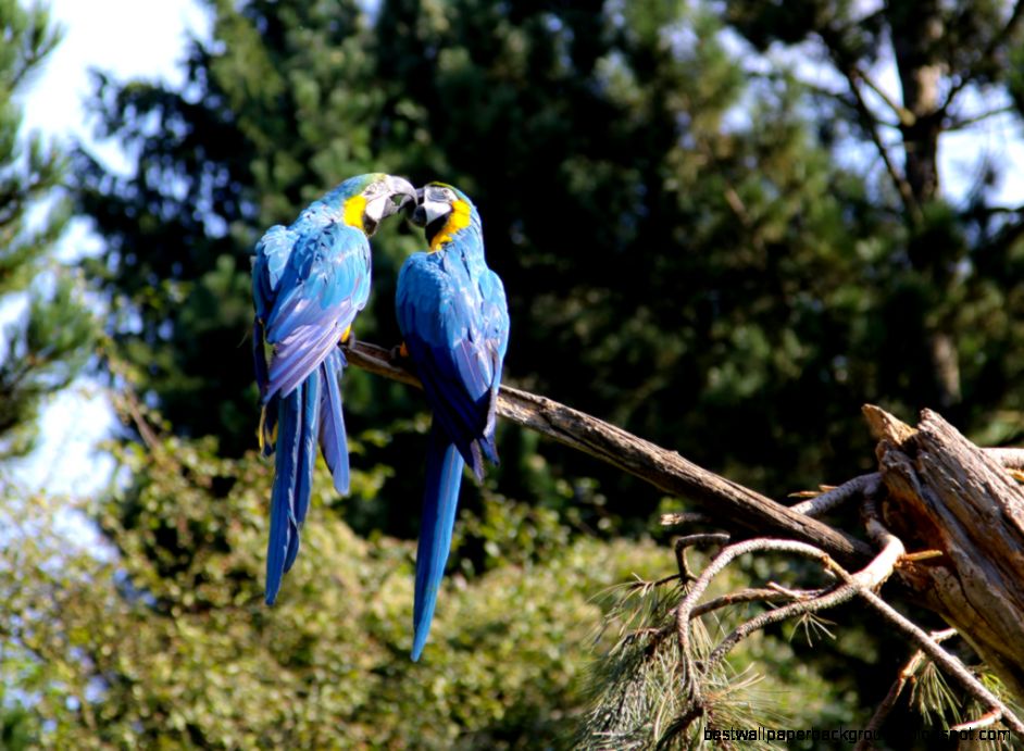 Parrots Kiss Parrots Kiss