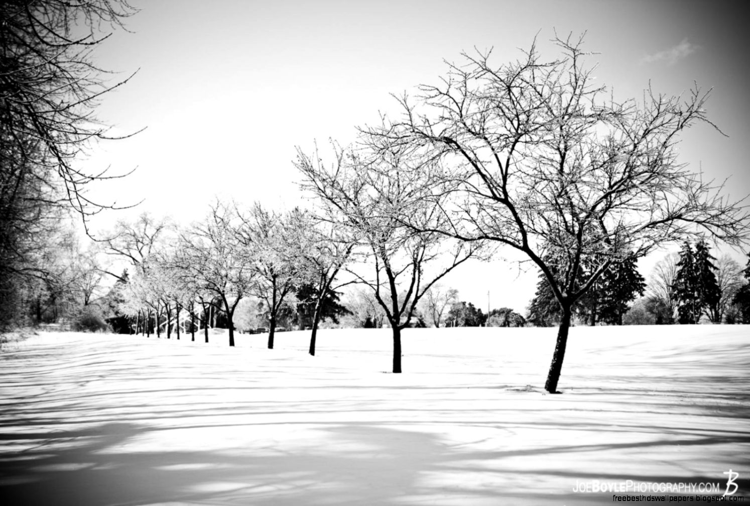 Buy Row of Trees in the Snow Black White Photo Print Options Buy Row of Trees in the Snow Black White Photo Print Options