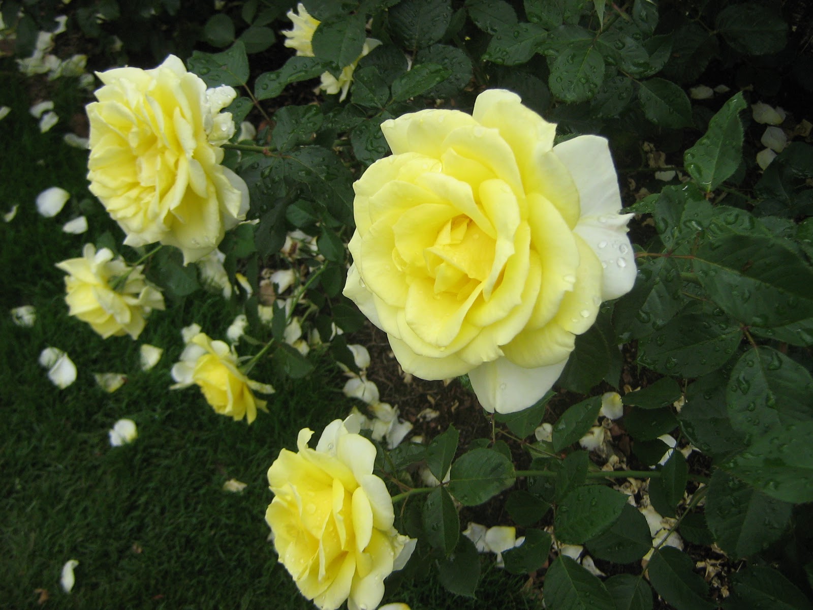 The Traveling Mandolin Where to Go International Rose Test Garden