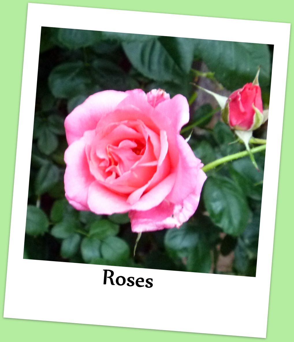 Top Ten Edible Flowers Your Chickens Will Love Fresh Eggs Daily®