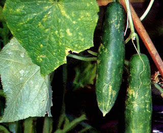Penyakit Tanaman Timun (Cucumis satifus) 