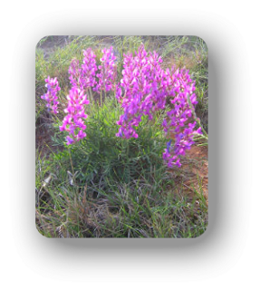 Oxytropis weed can yield selenium toxicity in horses
