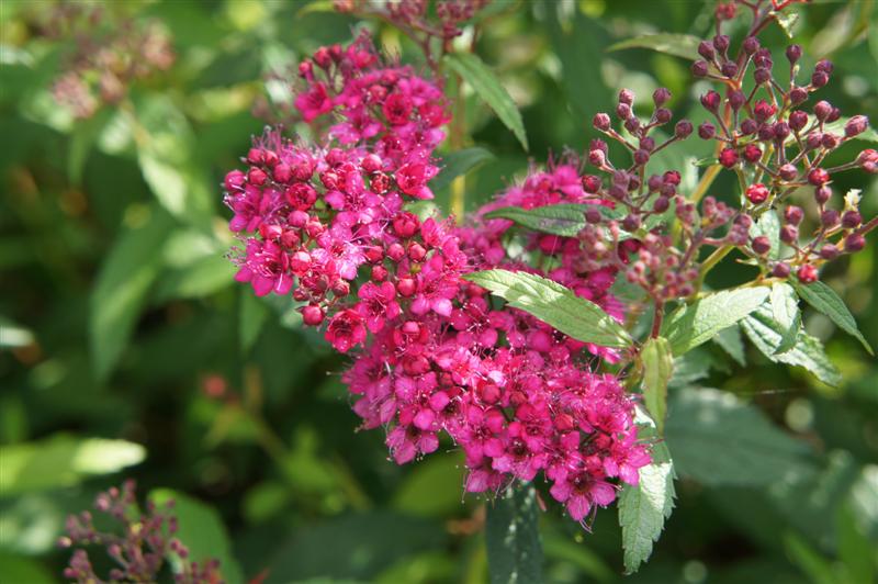 The Lazy Shady Gardener Flower Power Gbbd May 2010