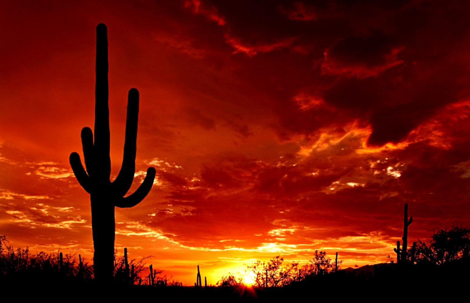 Cactus Sunset Evening Landscapes 9laM Cactus Sunset Evening Landscapes 9laM