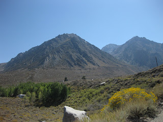 Bare brown peaks, blooming yellow rabbitbrush, and evergreen trees along the creek near the end of McGee Creek Road (paved).