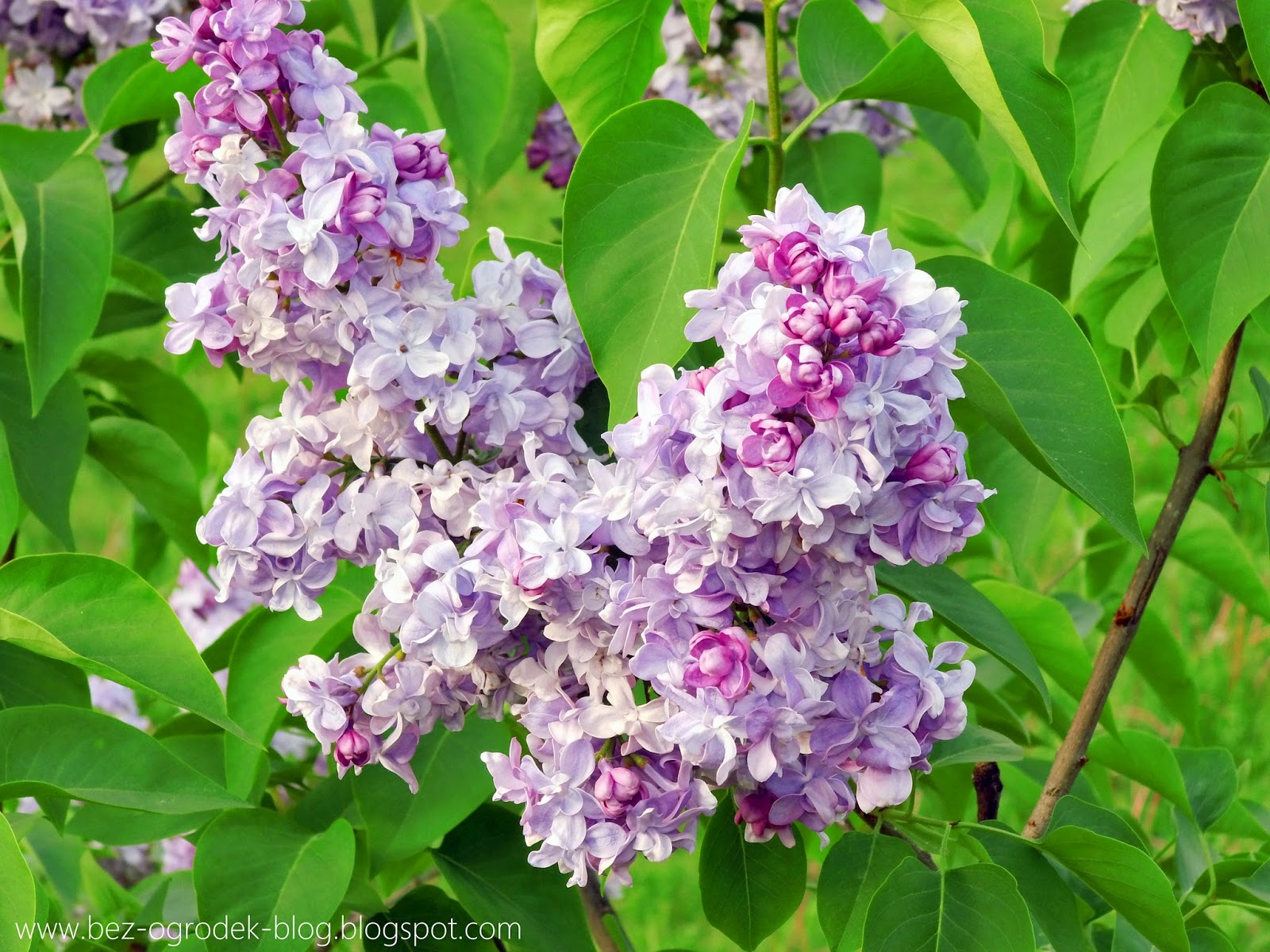 Lilacs Page 3 Hope Springs Nursery