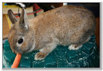 Lucy, Netherland Dwarf