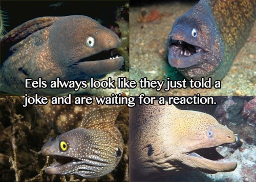 Eels Always Look Like They Just Told A Joke And Are Waiting For A Reaction