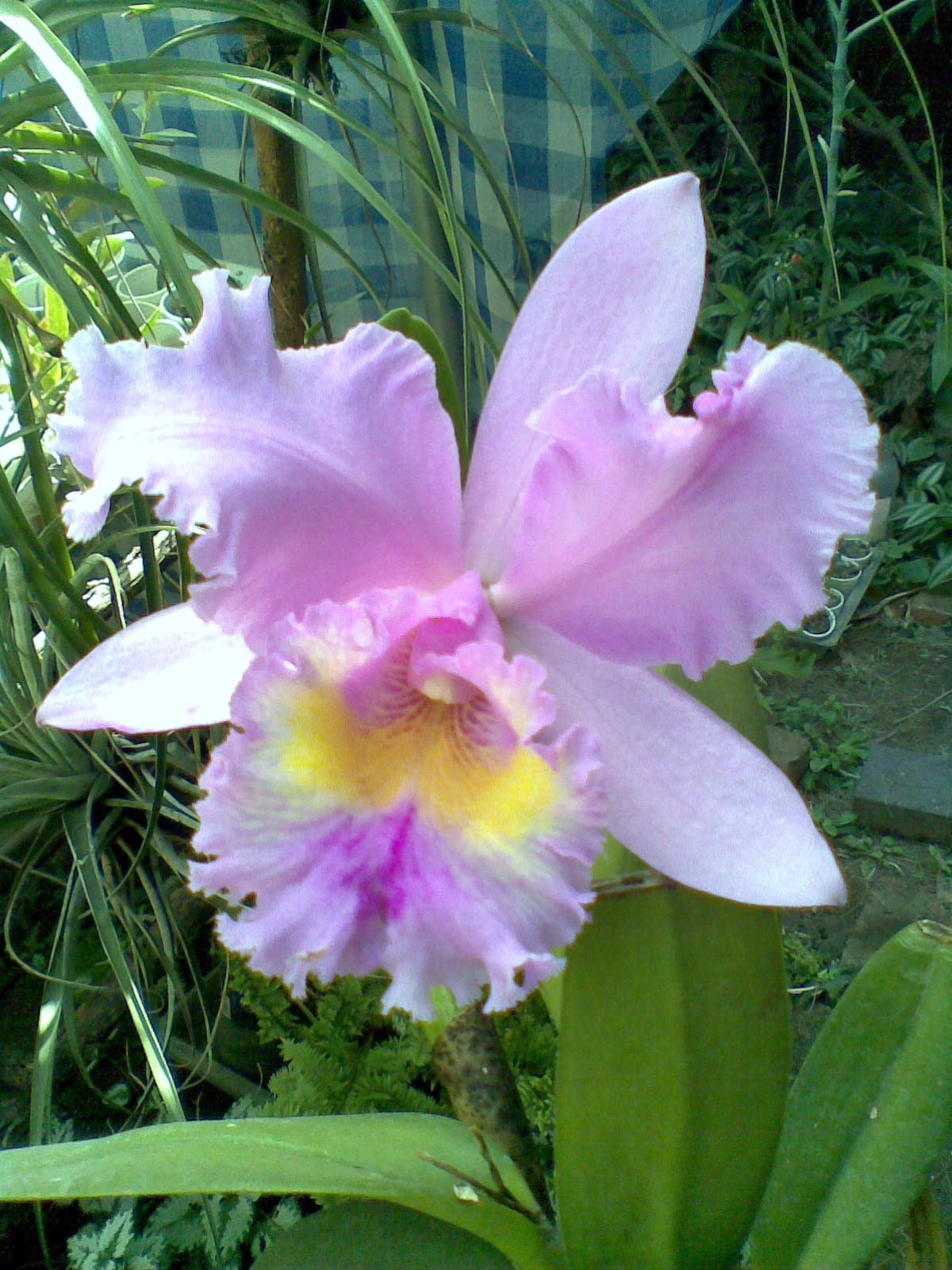 orquideas en casa cultivo de orquideas en casa cultivando cattleyas en el orquideas en casa cultivo de orquideas en casa cultivando cattleyas en el