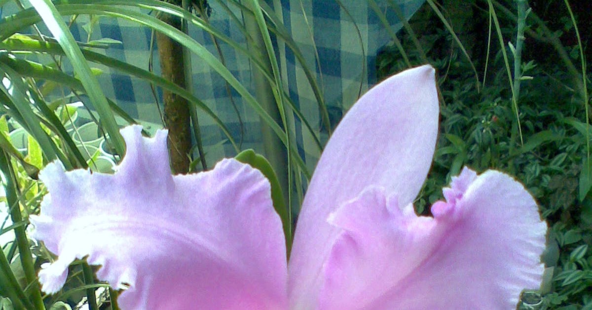 orquideas en casa cultivo de orquideas en casa cultivando cattleyas en el orquideas en casa cultivo de orquideas en casa cultivando cattleyas en el