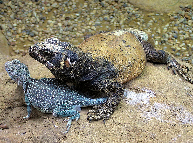 collared lizard pet