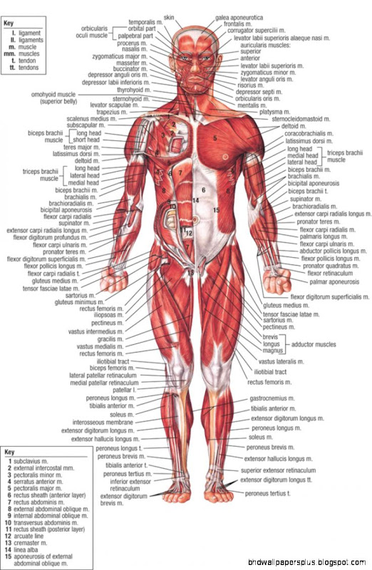 Anatomy on Pinterest Bones Skeletons and Human Skeleton Anatomy on Pinterest Bones Skeletons and Human Skeleton