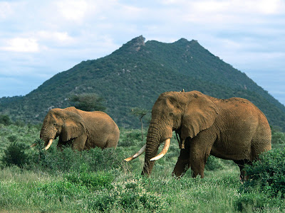 two elephent wallpaper