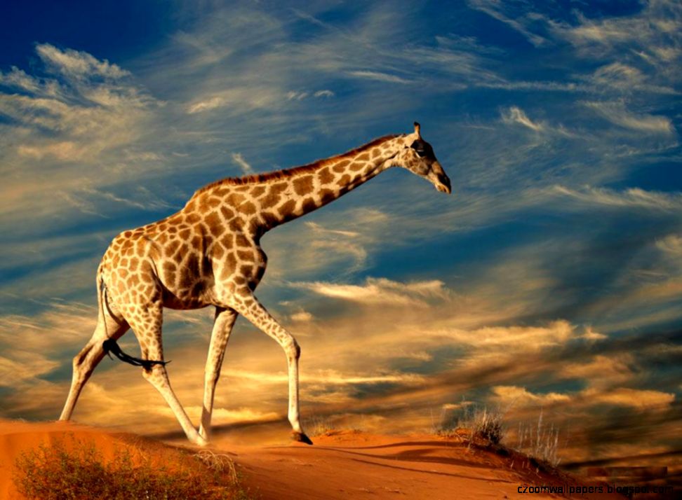 Wild Animals Wallpapers HD Free Download Wild Animals Wallpapers HD Free Download