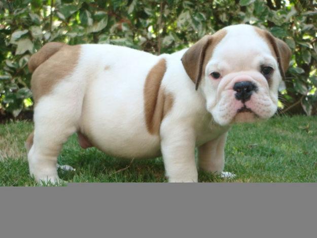 Cachorros Bulldog