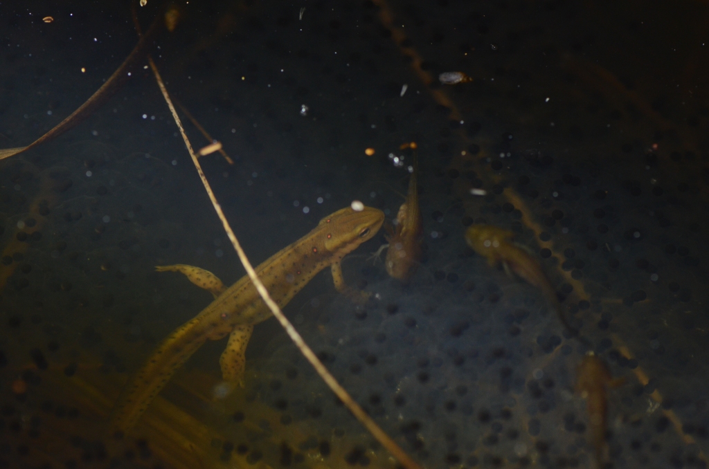 Ohio Birds and Biodiversity Eggeating predators