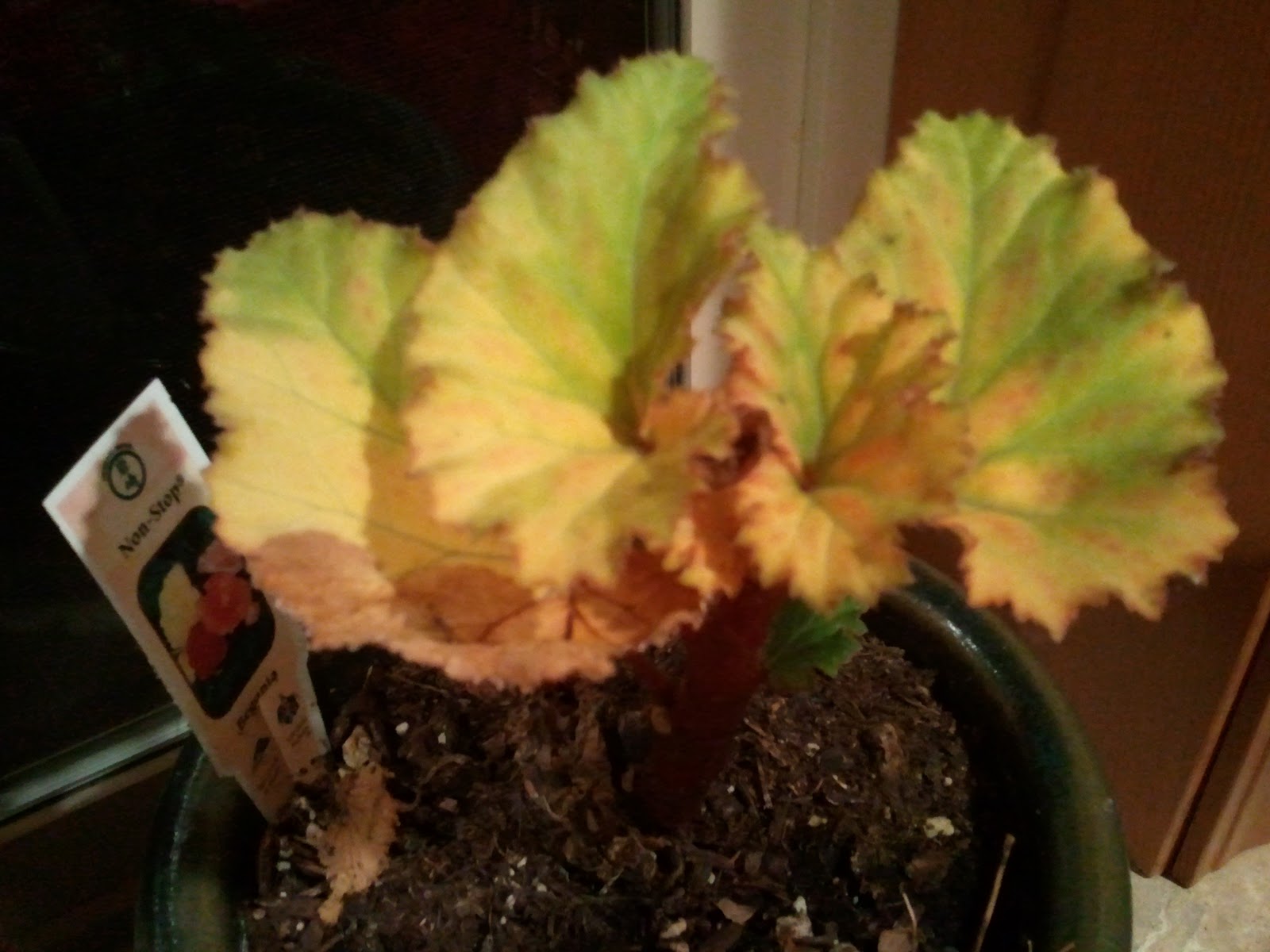 The Transplanted Gardener Help!...my begonia is dying!!