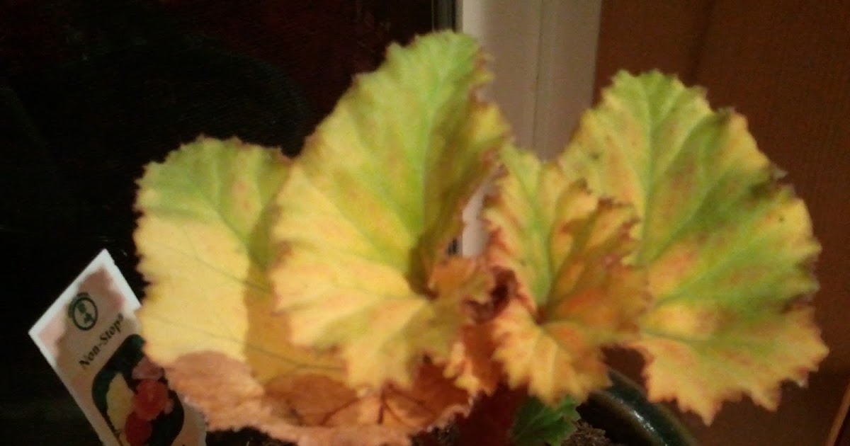 The Transplanted Gardener Help!...my begonia is dying!!