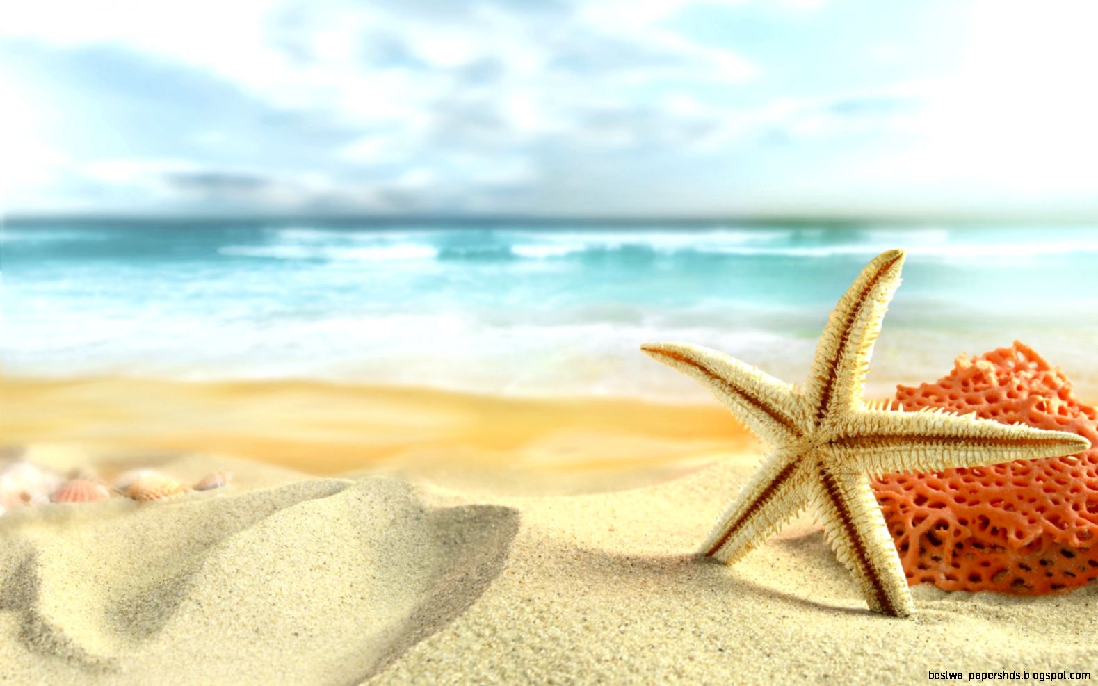Starfish and Sea Shells on the Beach widescreen wallpaper Wide Starfish and Sea Shells on the Beach widescreen wallpaper Wide