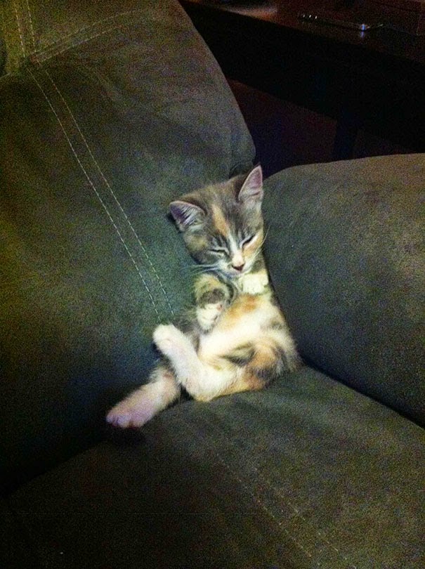 cat mushed between sofa 