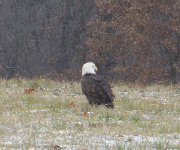 Cfa level 2 schweser pdf