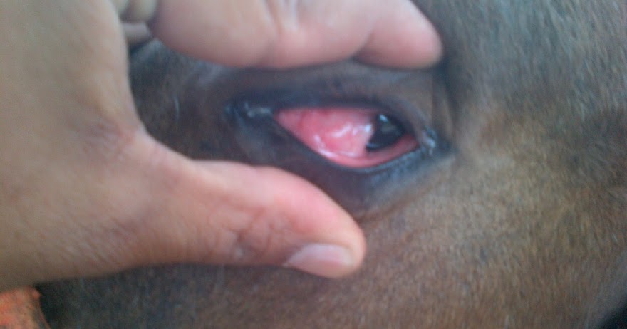 Caballo Salud Tratamiento Exitoso De Celulitis Infecciosa En Un Potro Ronmer Jose Mena Moreno Podologo Equino