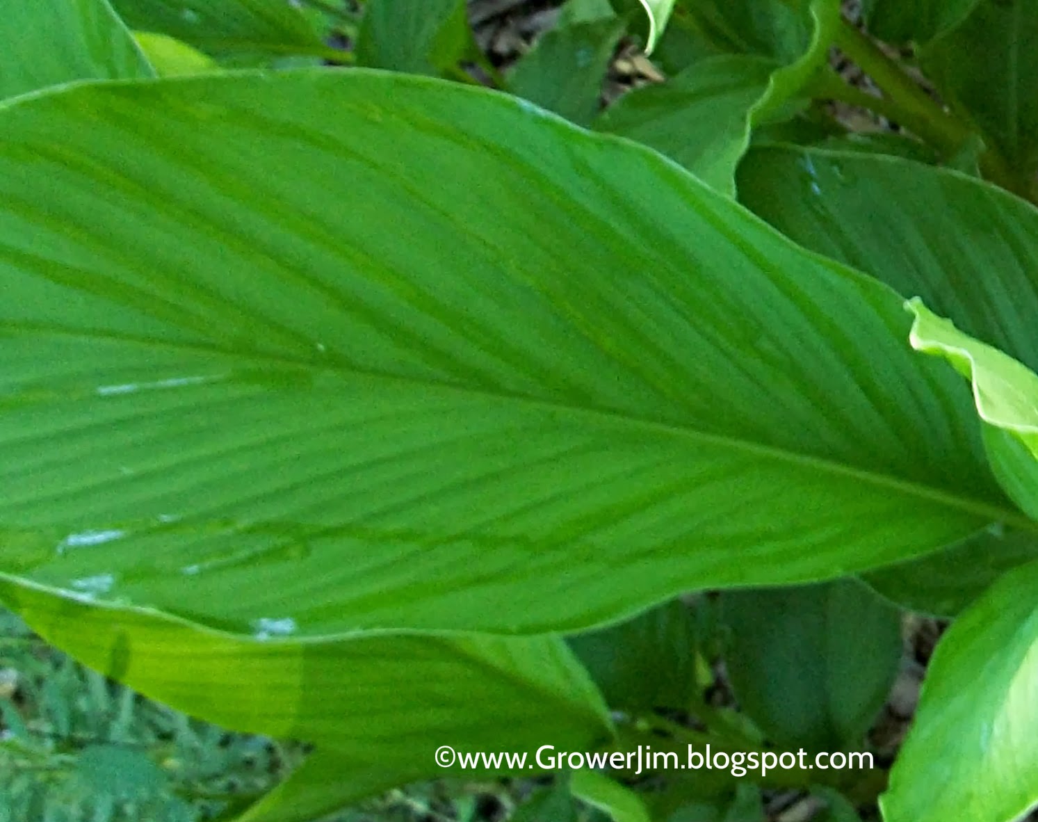 Garden Adventures Golden turmeric (Curcuma longa)